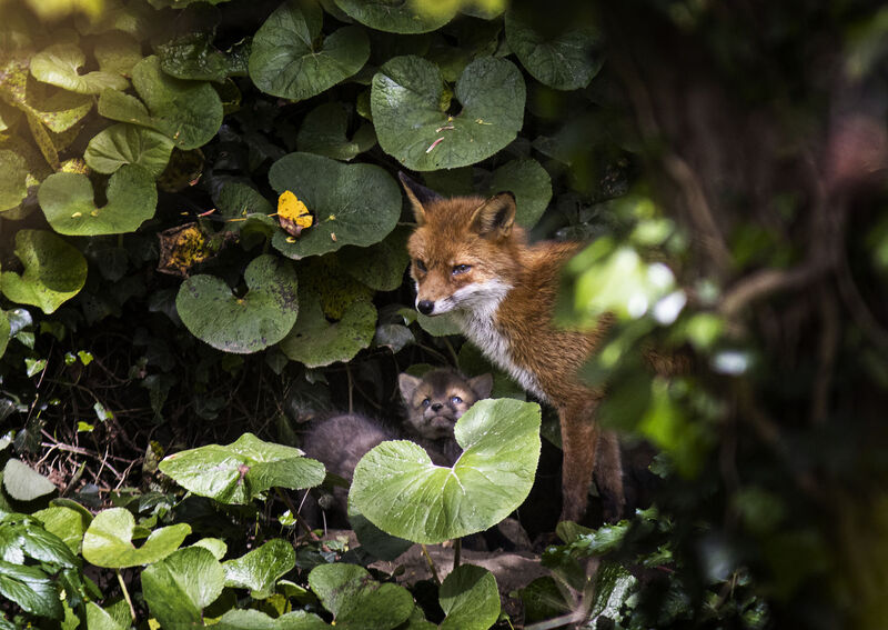Fox cubs venture from their den on the banks of the river Dodder. Picture: Andres Poveda