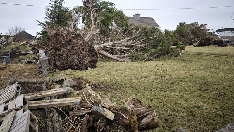  A huge tree was completely uprooted by Storm Éowyn outside Spiddal, Connermara. Picture: Eamonn Farrell / © RollingNews.ie