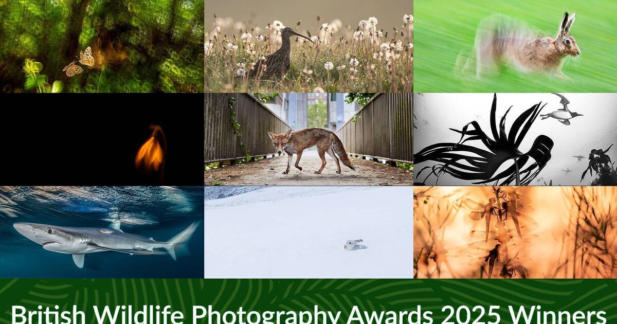 Watch: The winners of the British Wildlife Photography Awards 2025