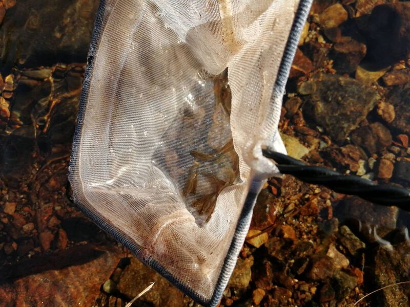 Kevin Prunty collecting fry from the incubation unit and releasing them into the headwaters of the Owenriff River (tributary of Lough Corrib). Kevin Prunty collecting fry from the incubation unit and releasing them into the headwaters of the Owenriff River (tributary of Lough Corrib).