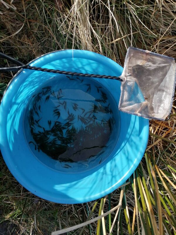 Collecting fry from the incubation unit and releasing them into the headwaters of the Owenriff River (tributary of Lough Corrib) Collecting fry from the incubation unit and releasing them into the headwaters of the Owenriff River (tributary of Lough Corrib)