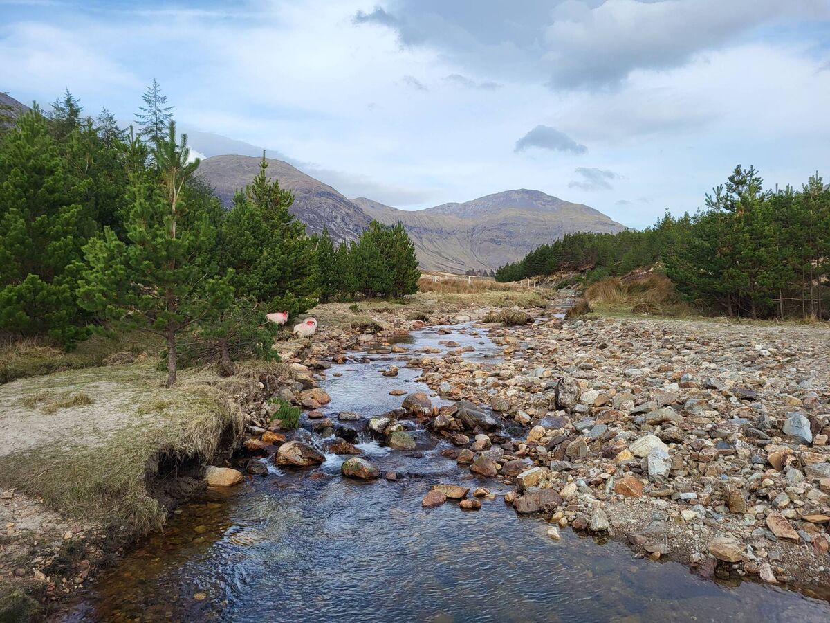 Failed Coillte forestry on the boundary of Connemara National Park. Picture: Pádraic Fogarty 