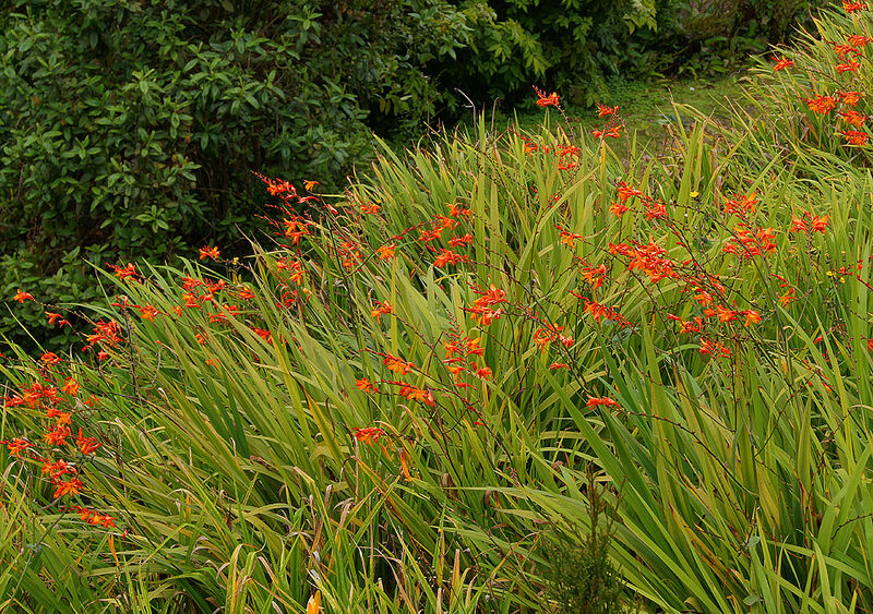 Montbretia is a common invasive plant species in Ireland Montbretia is a common invasive plant species in Ireland