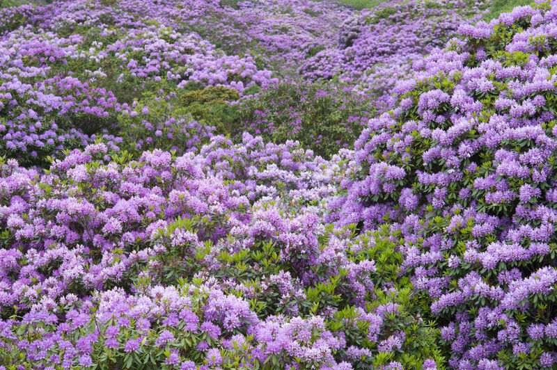 Rhododendron ponticum) is a large perennial evergreen, acid loving shrub which is native to the Iberian Peninsula and Asia. It was introduced to Ireland during the 18th century as an ornamental garden plant. Since its introduction, Rhododendron has escaped into the wild and is particularly invasive in the west, north-west and south-west of the country. Picture: Dan Linehan Rhododendron ponticum) is a large perennial evergreen, acid loving shrub which is native to the Iberian Peninsula and Asia. It was introduced to Ireland during the 18th century as an ornamental garden plant. Since its introduction, Rhododendron has escaped into the wild and is particularly invasive in the west, north-west and south-west of the country. Picture: Dan Linehan
