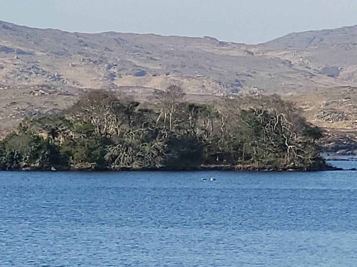 Trees grow in Connemara where grazing pressure is removed. Picture: Pádraic Fogarty