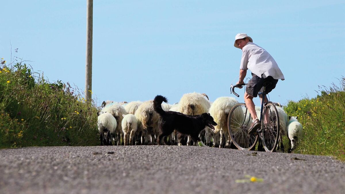 A sheep farmer and his dog guide their flock along a road on the Dingle Peninsula.