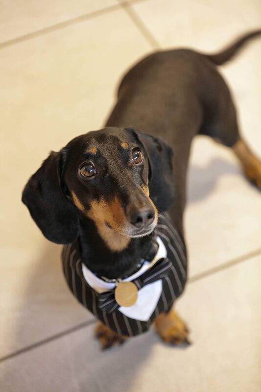Oscar, the bride's dachshund/sausage dog, was the couple's pageboy and ringbearer. Pictures: Evelyn Woodard Oscar, the bride's dachshund/sausage dog, was the couple's pageboy and ringbearer. Pictures: Evelyn Woodard