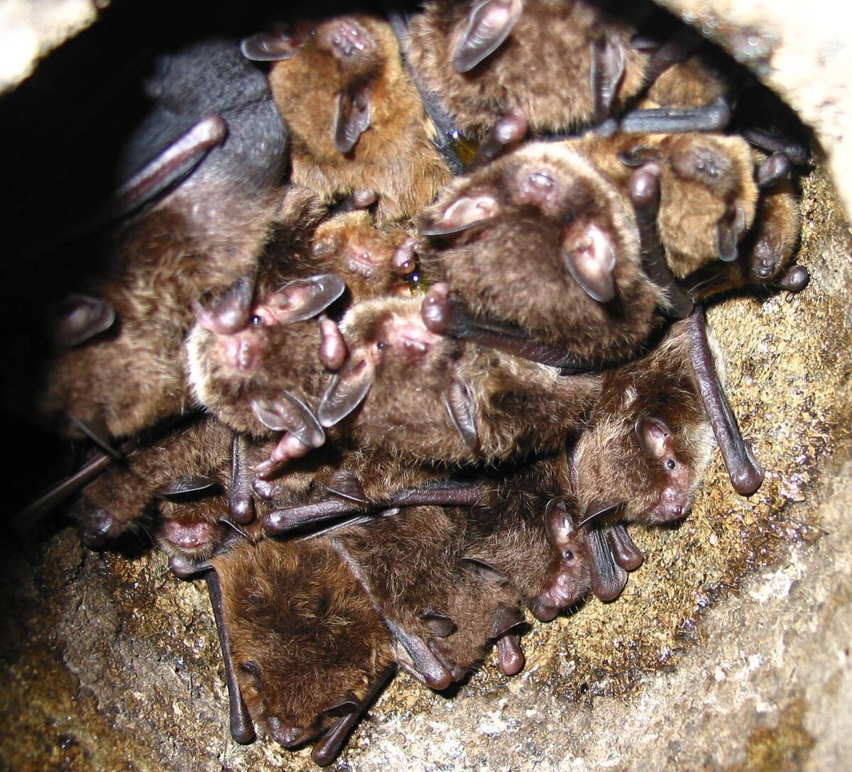 Irish bats are typically small and brown, they have a wing span of 30cm but could weigh around 12 grams. Picture: Tina Aughney