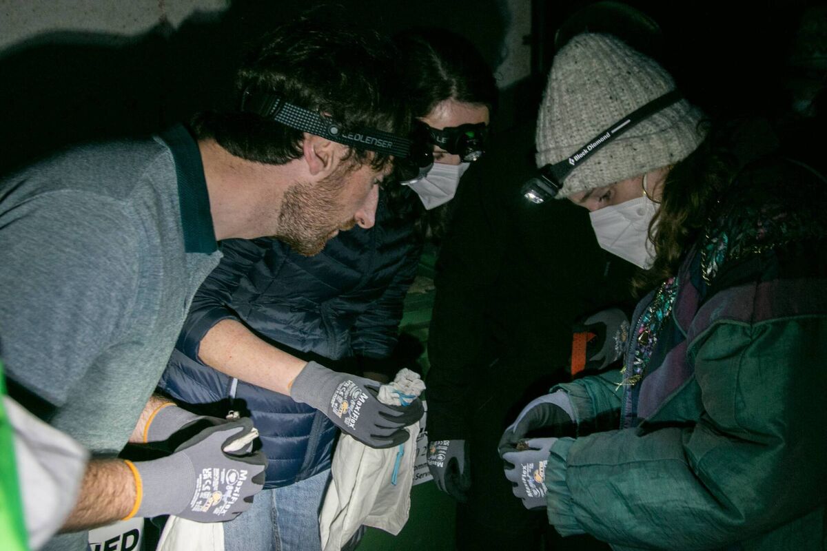 Mr Justice Richard Humphrey addressed environmentalists' claims that an inspector with An Bord Pleanála made an major error in not protecting a bat roost containing a single Leisler’s Bat — one of the most common bats in Ireland — which was resident in a barn shed on the data centre site. Picture: Noel Marry