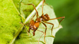 <p>The robotic gripper is inspired by the strength and efficiency of the mouths of ants. Picture: Alamy/PA</p>
