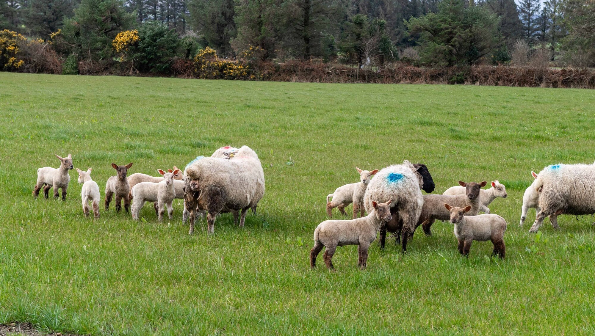 New 22m National Sheep Welfare Scheme Launched