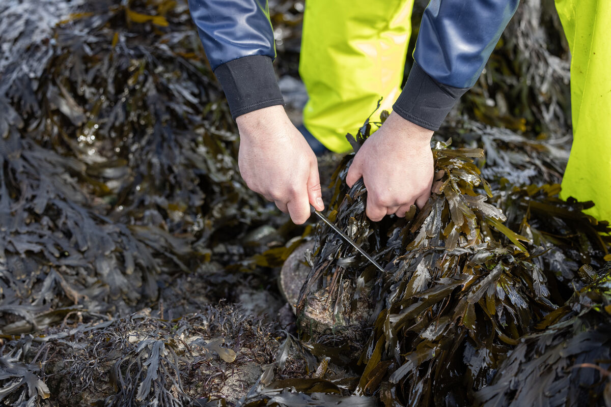 Seaweed farming requires no freshwater or additional fertilisers and has far less environmental impact than land-based agriculture or other forms of aquaculture. File picture: Karen Cox Seaweed farming requires no freshwater or additional fertilisers and has far less environmental impact than land-based agriculture or other forms of aquaculture. File picture: Karen Cox
