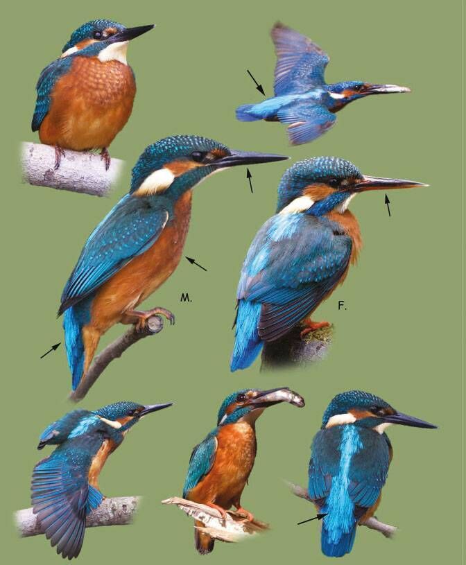Birds of Ireland: Kingfisher