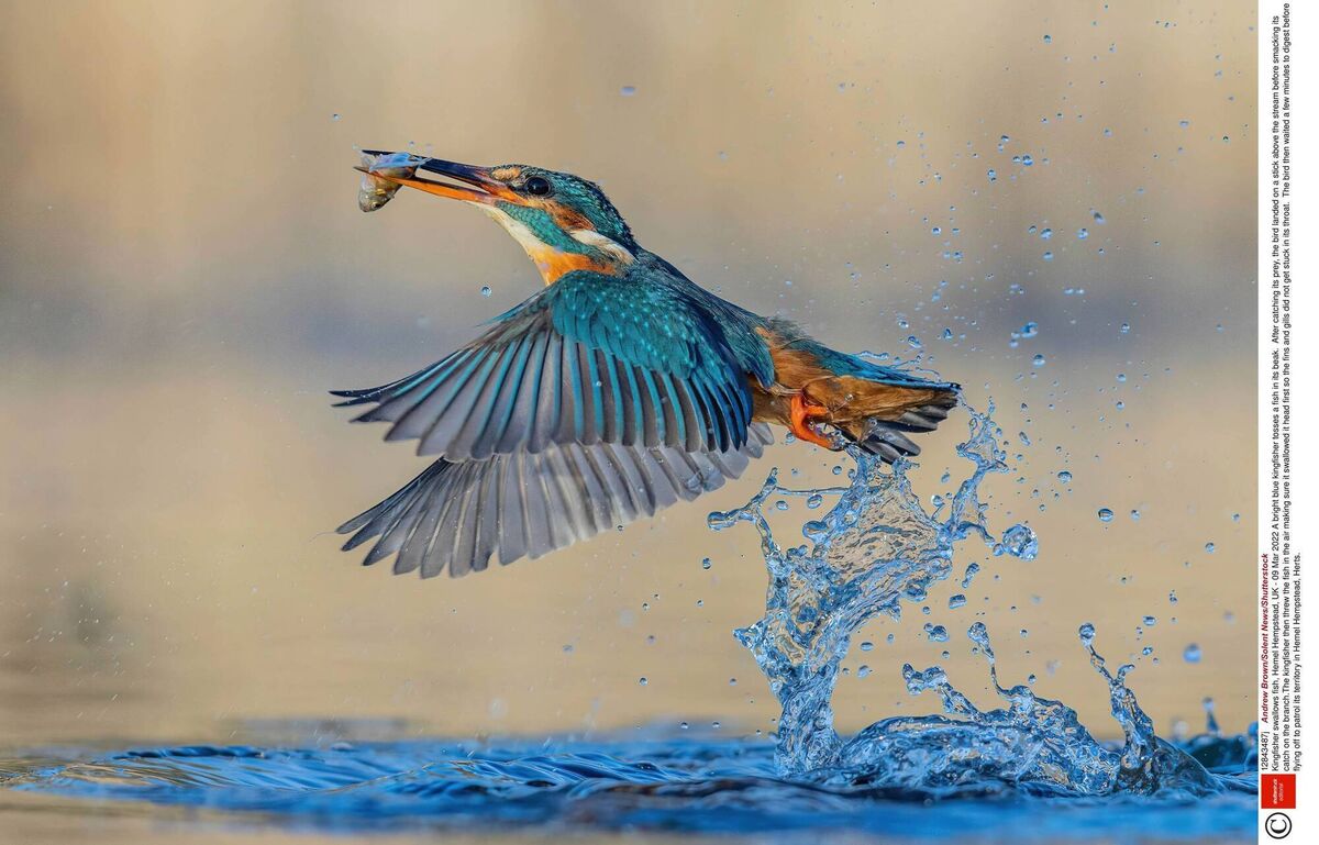In flight, kingfishers look like a blue flash; they have a low, straight, buzzing flight with occasional gliding. They dive from branches and other perches over water and can be seen on the coast in winter. Picture: Andrew Brown/Solent News/Shutterstock