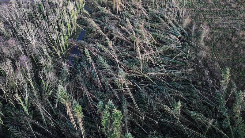 Taskforce to seek solutions to salvage storm timber