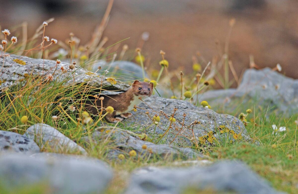 Irish stoat. Picture: C Crowley / Crossing the Line Films. Vincent Wildlife Trust Irish stoat. Picture: C Crowley / Crossing the Line Films. Vincent Wildlife Trust