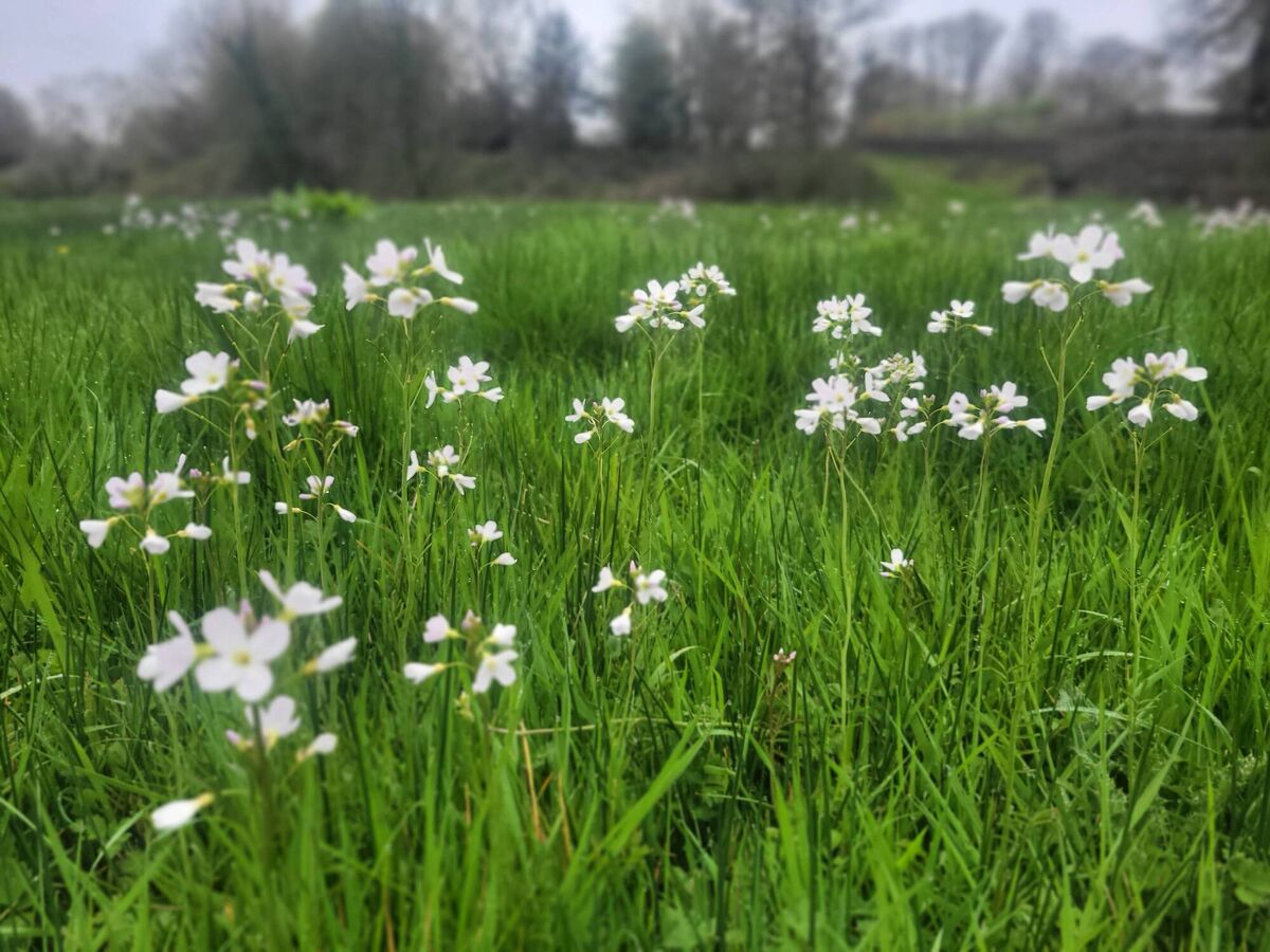 Cuckoo flower (Cardamine pratensis) Cuckoo flower (Cardamine pratensis)