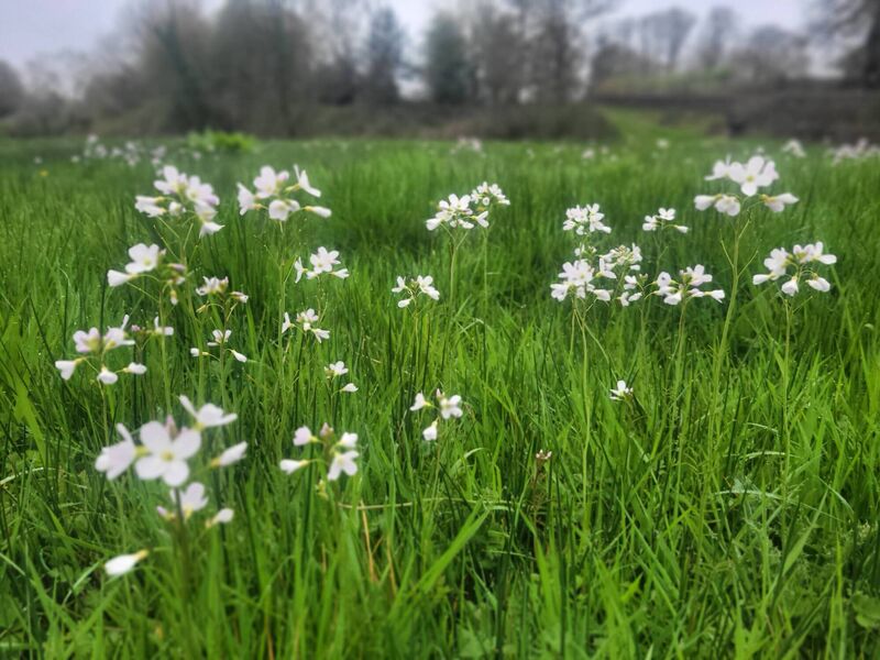 Cuckoo flower (Cardamine pratensis) Cuckoo flower (Cardamine pratensis)
