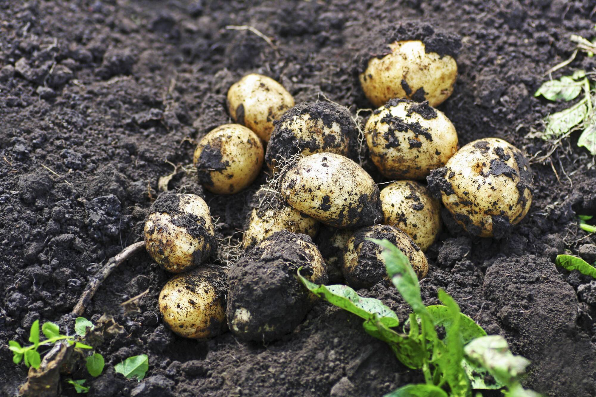 GARDEN Q&A: Is it too late to plant potatoes?