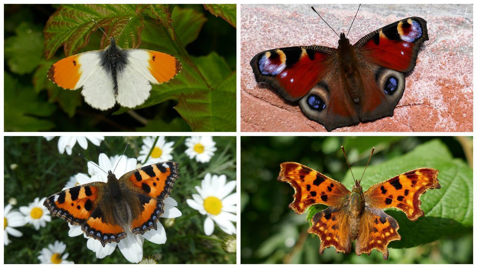 Butterfly numbers in freefall as biodiversity decline unfolds at pace