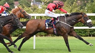 <p>Ger Lyons' Mutasarref boasts a record of ten wins from 22 career starts. Picture: Healy Racing</p>