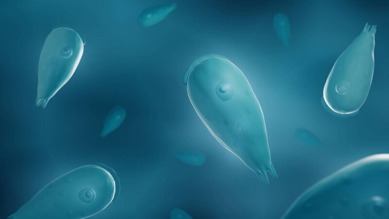 Naegleria fowleri: Found in warm freshwater lakes and hot springs, this microscopic menace can cause a deadly infection if it enters the nose. The resulting disease, primary amoebic meningoencephalitis (PAM), is both swift and lethal. Naegleria fowleri: Found in warm freshwater lakes and hot springs, this microscopic menace can cause a deadly infection if it enters the nose. The resulting disease, primary amoebic meningoencephalitis (PAM), is both swift and lethal.