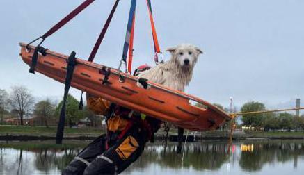 Firefighters rescue dog from River Lee after dramatic swim near Cork city centre
