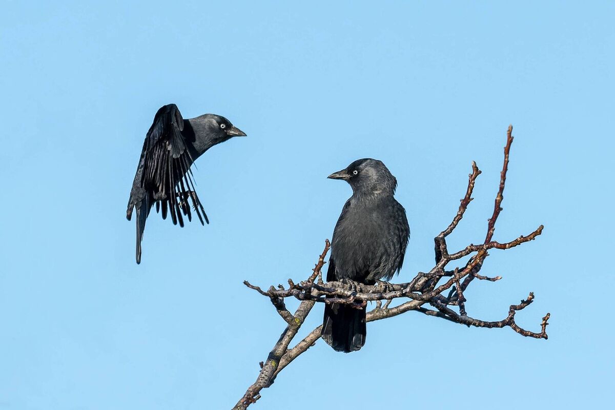 Two jackdaws: One thing that all members of the crow family have in common is the tendency to mate for life. 