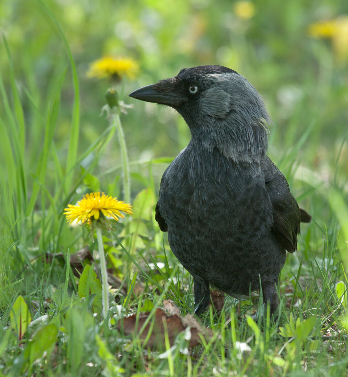 Jackdaw: They are sociable, highly communicative, cooperative, and empathise with one another — all essential skills for living well in large groups. They have strong family bonds that last a lifetime.