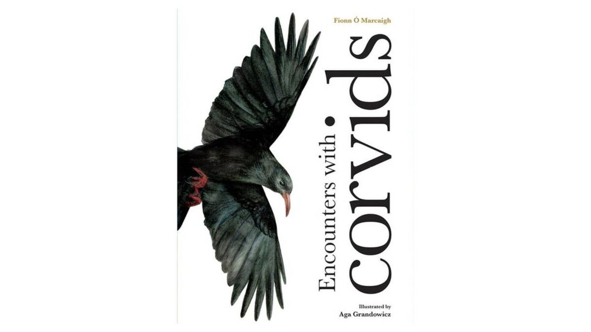 Encounters with Corvids. Written by Dr Fionn Ó Marcaigh, illustrated by Aga Grandowicz