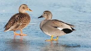 Gad about and you may miss the gadwall