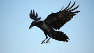 Damien Enright: On the Canaries, it is the ravens who predominate