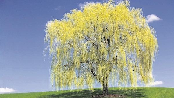 The wonders of willows: A key part of Ireland’s biodiversity