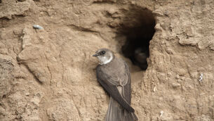 <p> Each pair of sand martins digs a tunnel. The nest chamber, a human arm’s length or so underground, is safe from most enemies.</p>