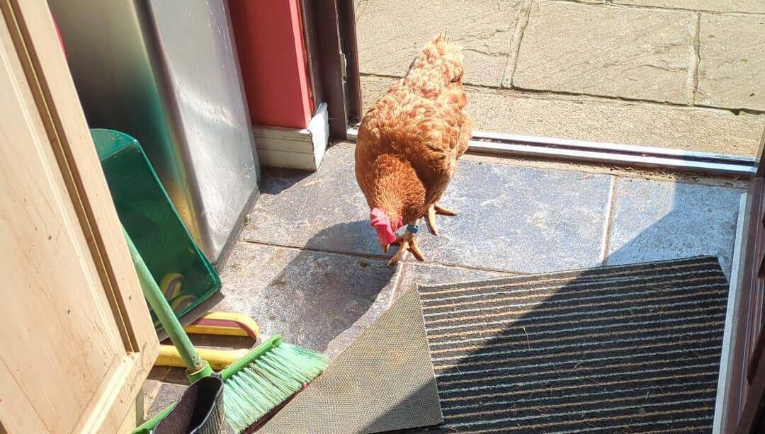 One of David Kent's chickens exploring his home.