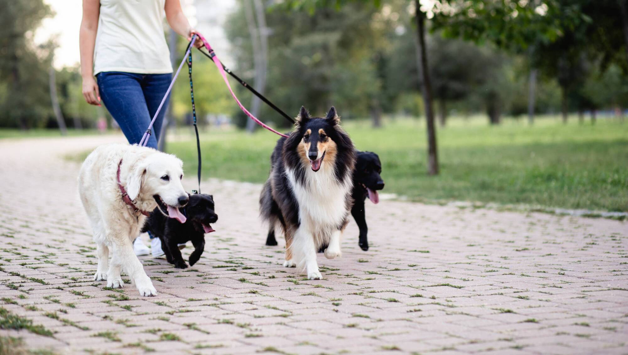 Rover Group buys Dublin's dog-sitter firm Gudog