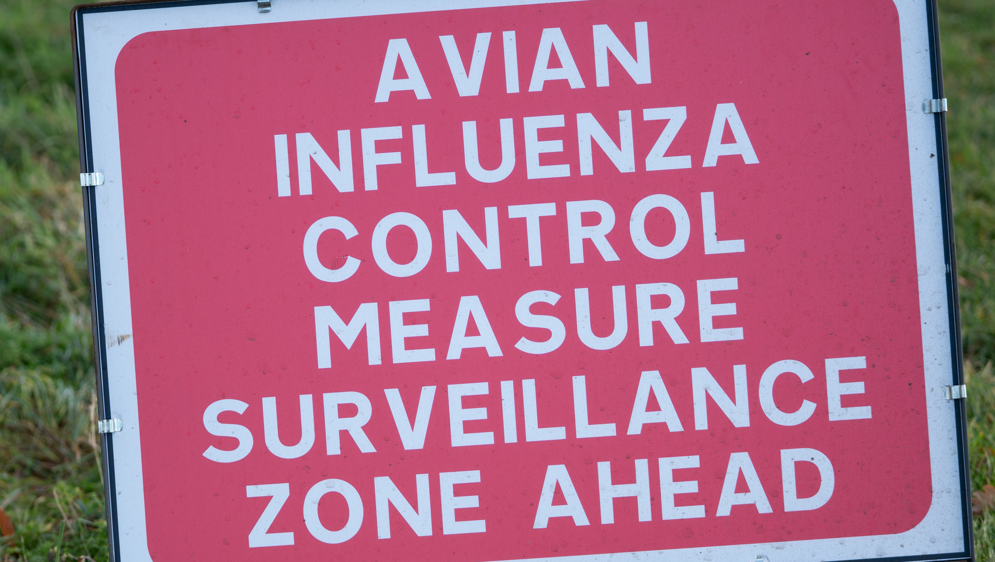Poultry housing order to protect flocks from bird flu to be lifted next month