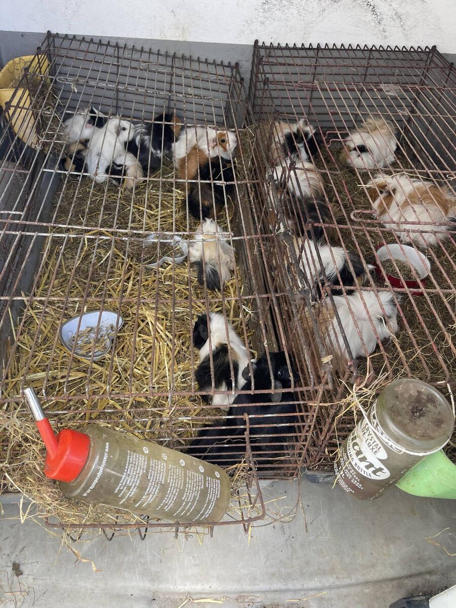 There were 58 guinea pigs found on the property. Picture: ISPCA