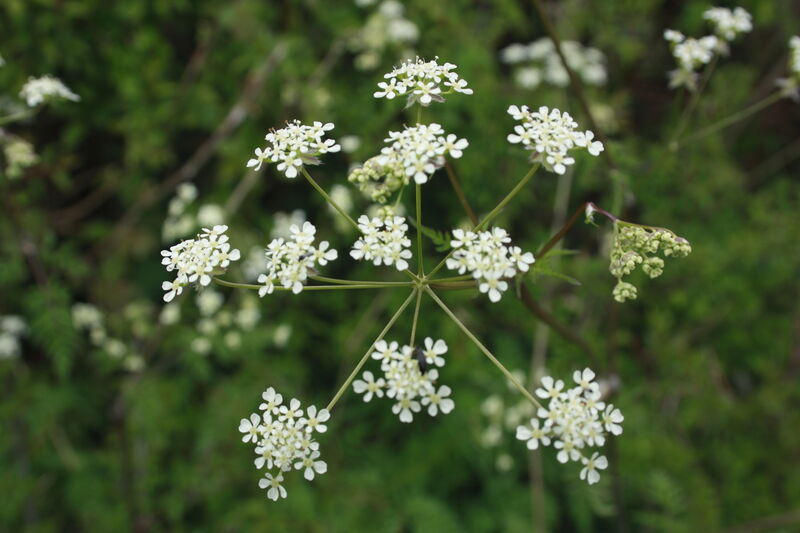 Cow parsley