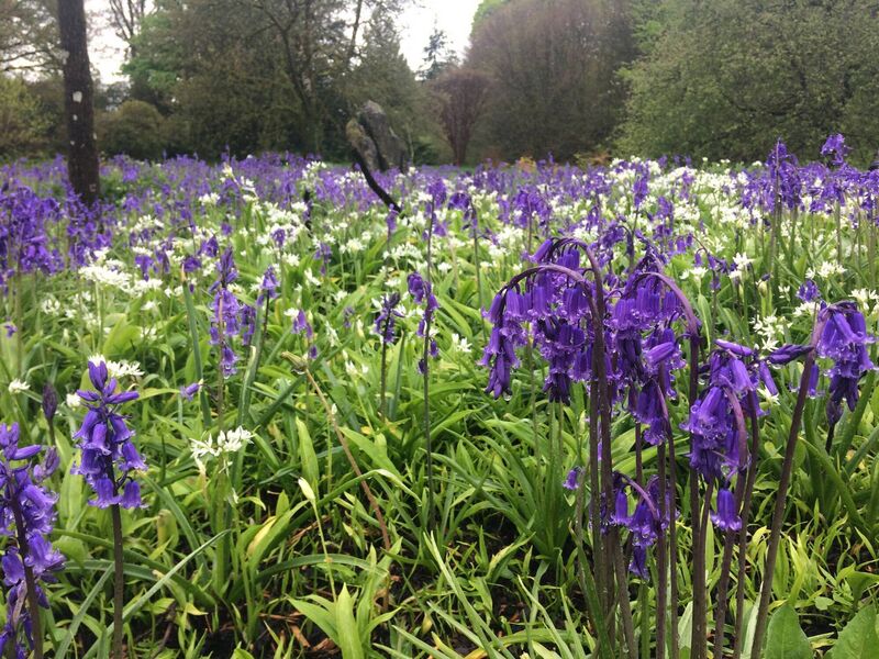 The deep blue of bluebells contrasts with the lush white of wild garlic