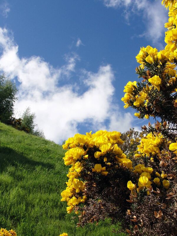 Gorse gets its vibrant yellow color from carotenoids, specifically, yellow pigments in its flowers
