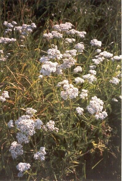 Yarrow has feathery foliage and flattened flower clusters