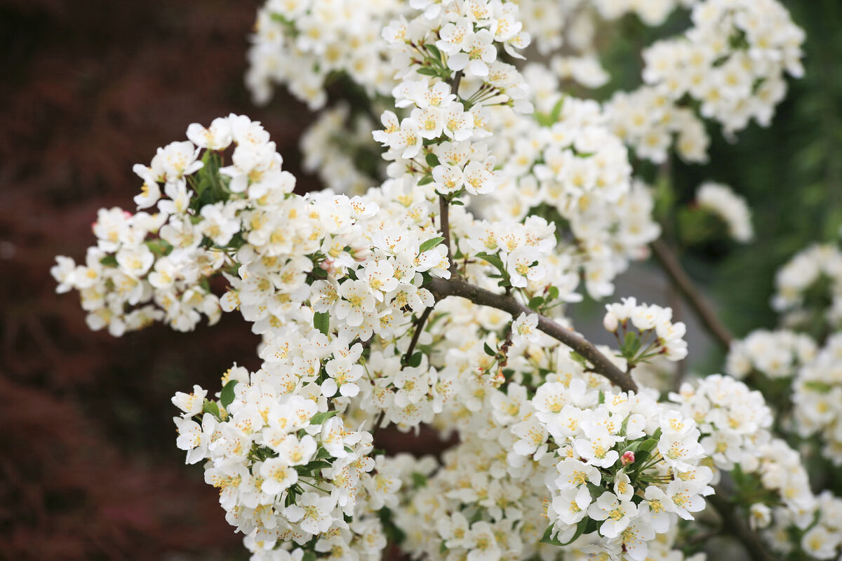 Blossoming blackthorn plant (Prunus spinosa)
