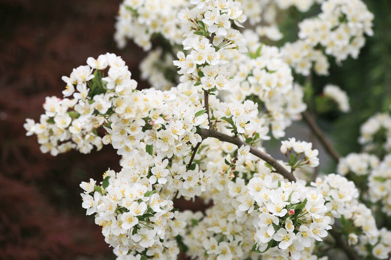 Blossoming blackthorn plant (Prunus spinosa)