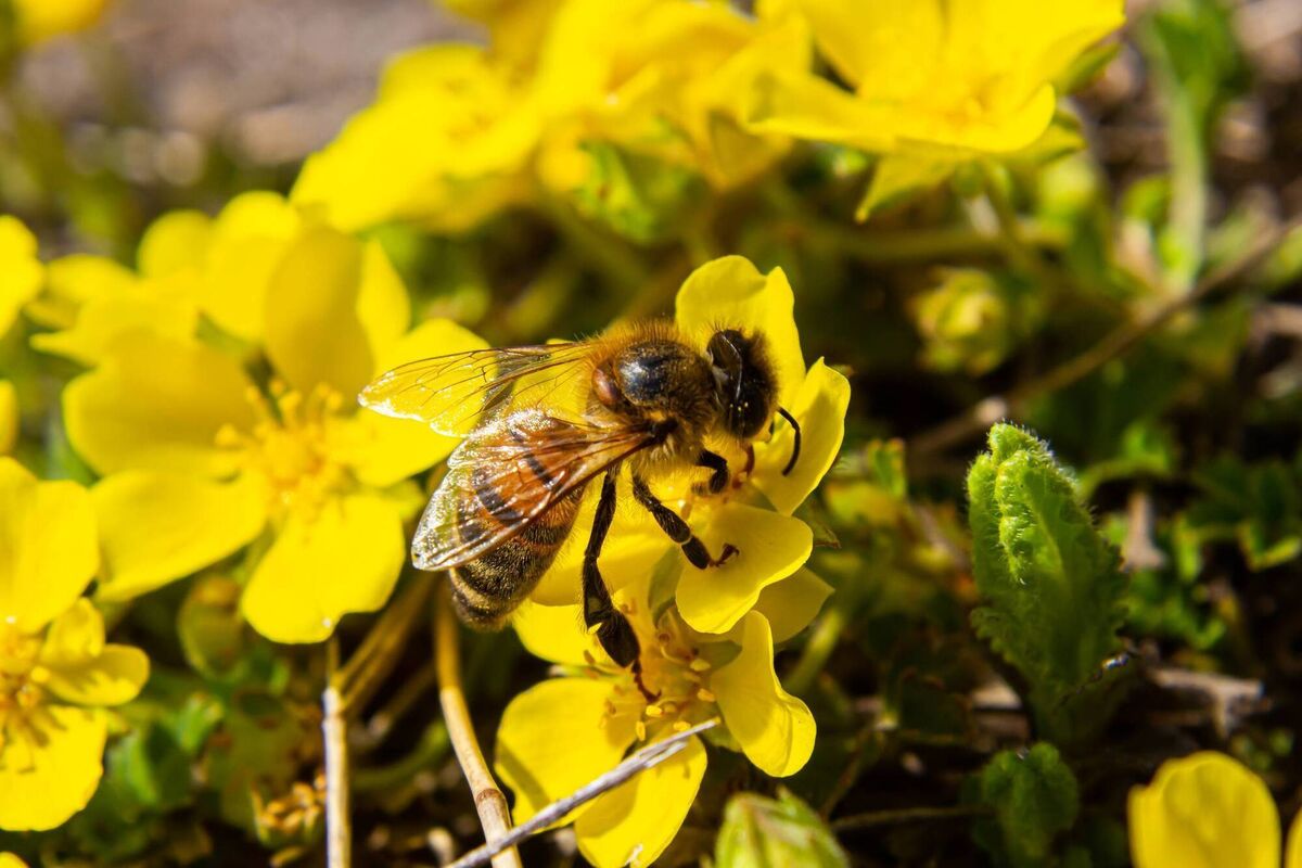 A bee collects nectar from tormentil