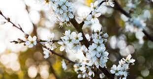 Our native blackthorn is a species that relies on pollinator insects and has evolved white flowers to attract these creatures