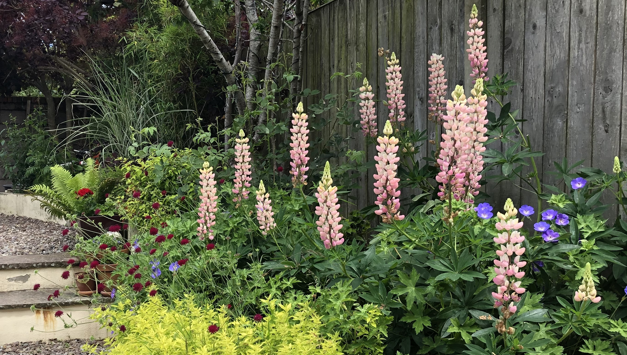 The Menu: May is when I begin growing food produce at home in earnest