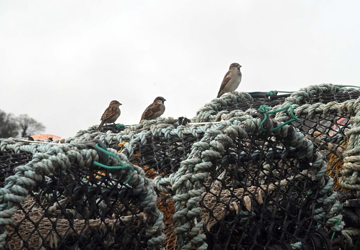 Birds on fishing pots at the pier at Youghal, Co. Cork. Picture: Denis Minhane Birds on fishing pots at the pier at Youghal, Co. Cork. Picture: Denis Minhane