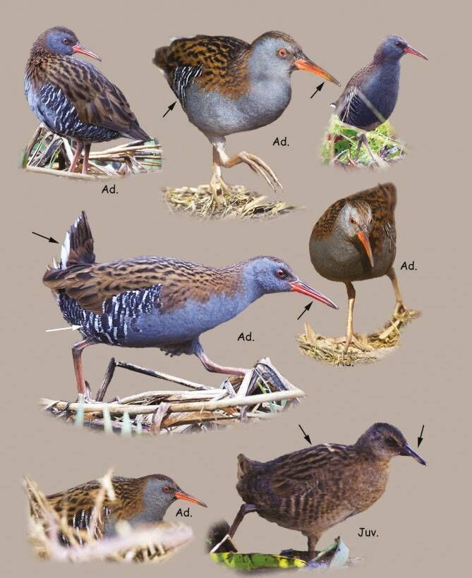 Birds of Ireland: Water rail