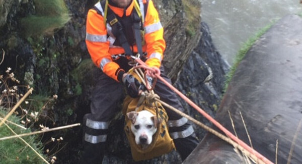 Irish Coast Guard saves dog from cliffs